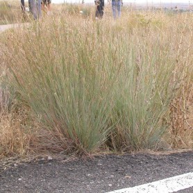 Schizachyrium 'Ha Ha Tonka' - Szakállfű Schizachyrium 'Ha Ha Tonka' - Szakállfű