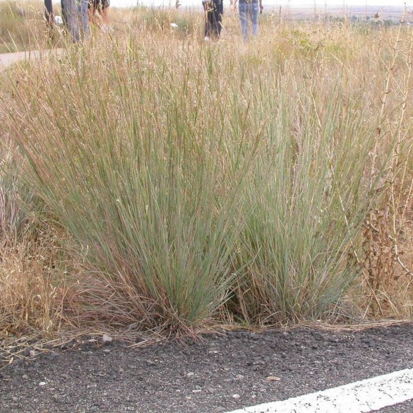 Schizachyrium 'Ha Ha Tonka' - Szakállfű