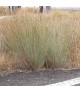 Schizachyrium 'Ha Ha Tonka' - Szakállfű