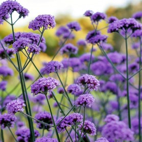 Verbena 'Vanity' - Ernyős verbéna