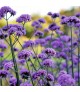 Verbena 'Vanity' - Ernyős verbéna