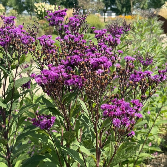 Vernonia 'JS Betty Blindeman' - Vernónia Vernonia 'JS Betty Blindeman' - Vernónia