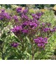 Vernonia 'JS Betty Blindeman' - Vernónia