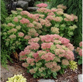 Sedum spectabile Hot Stuff