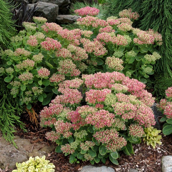 Sedum spectabile Hot Stuff