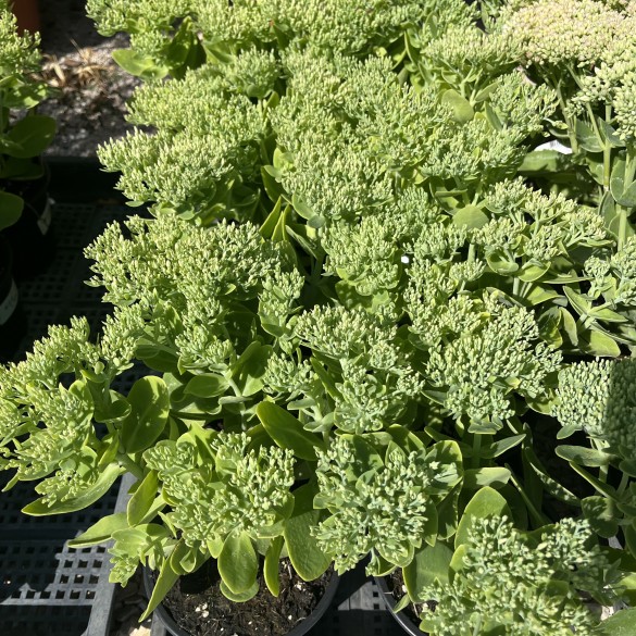 Sedum spectabile Hot Stuff