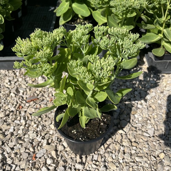 Sedum spectabile Hot Stuff