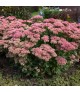 Sedum spectabile Herbstfreude