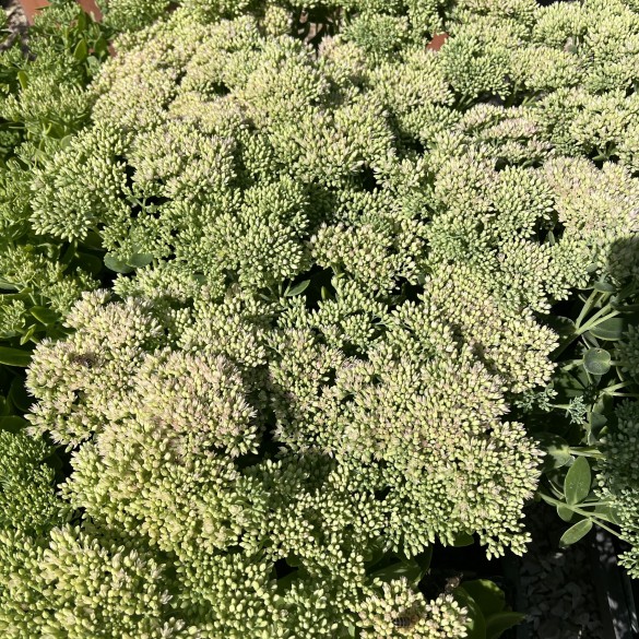 Sedum spectabile Herbstfreude