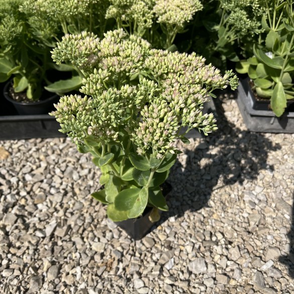 Sedum spectabile Herbstfreude