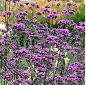 Verbena bonariensis