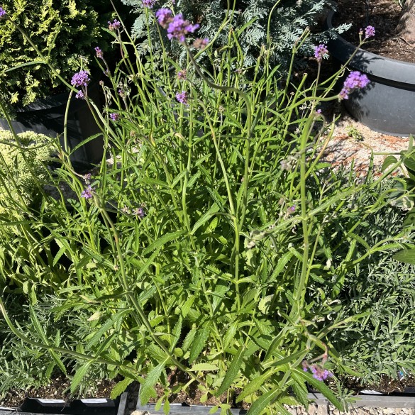 Verbena bonariensis