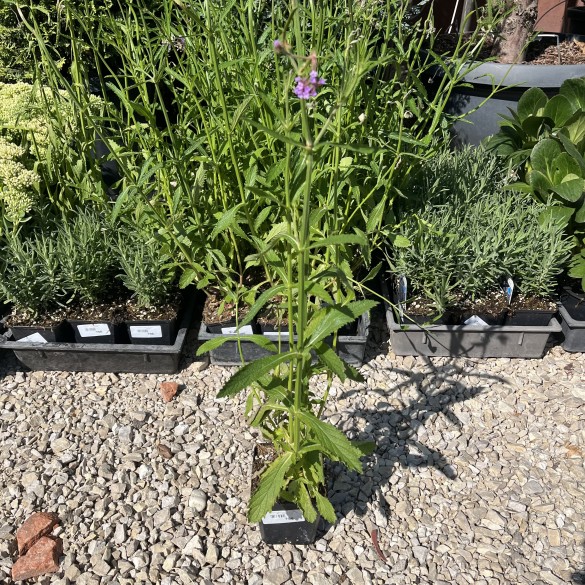 Verbena bonariensis