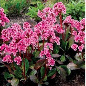 Bergenia cordifolia Pink Dragonfly