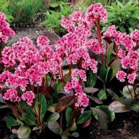 Bergenia cordifolia Pink Dragonfly