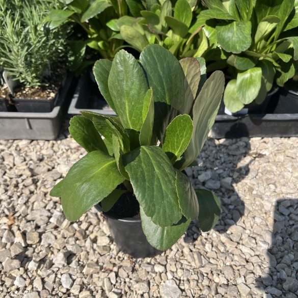 Bergenia cordifolia Pink Dragonfly