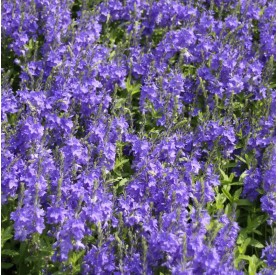 Veronica austriaca Knallblau