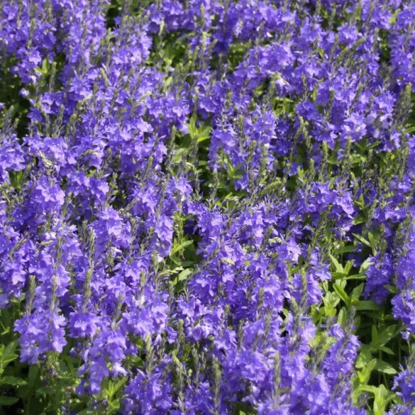 Veronica austriaca Knallblau