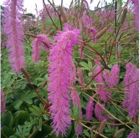 Sanguisorba hakusanensis Lilac Squirrel