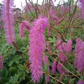 Sanguisorba hakusanensis Lilac Squirrel