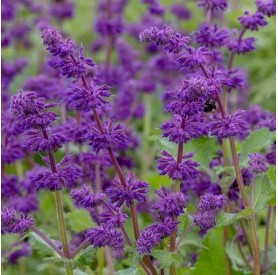 Salvia verticillata Purple Rain