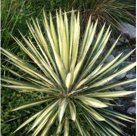 Yucca filamentosa Color Guard