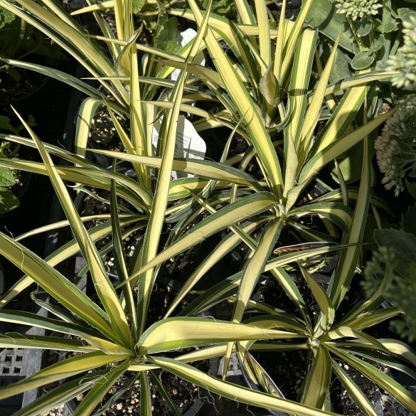 Yucca filamentosa Color Guard