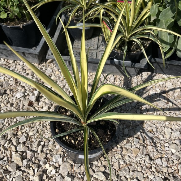 Yucca filamentosa Color Guard