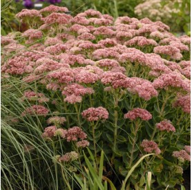 Sedum Autumn Fire