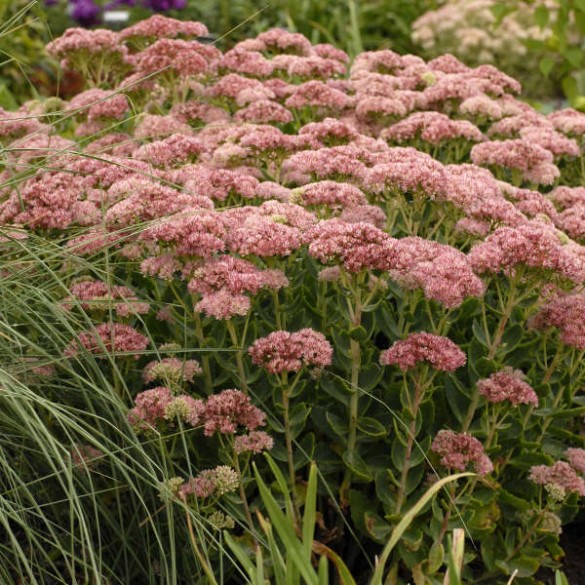 Sedum Autumn Fire