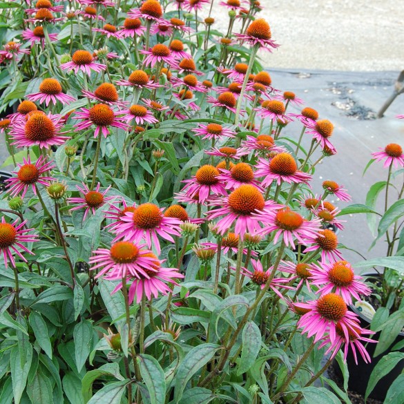 Echinacea purpurea Pica Bella