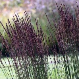 Molinia arundinacea Black Arrows