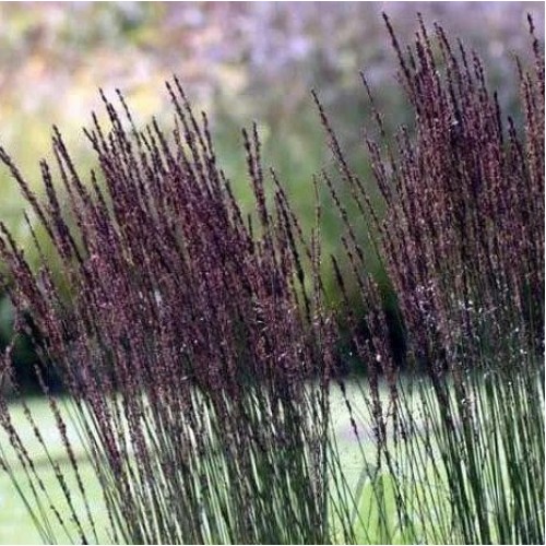 Molinia arundinacea Black Arrows