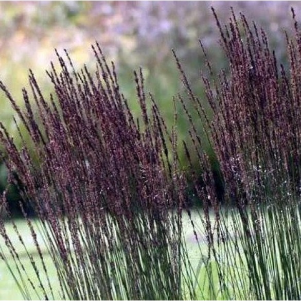 Molinia arundinacea Black Arrows