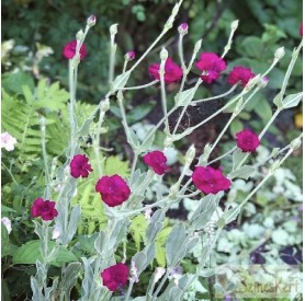 Lychnis coronaria Gardener's World