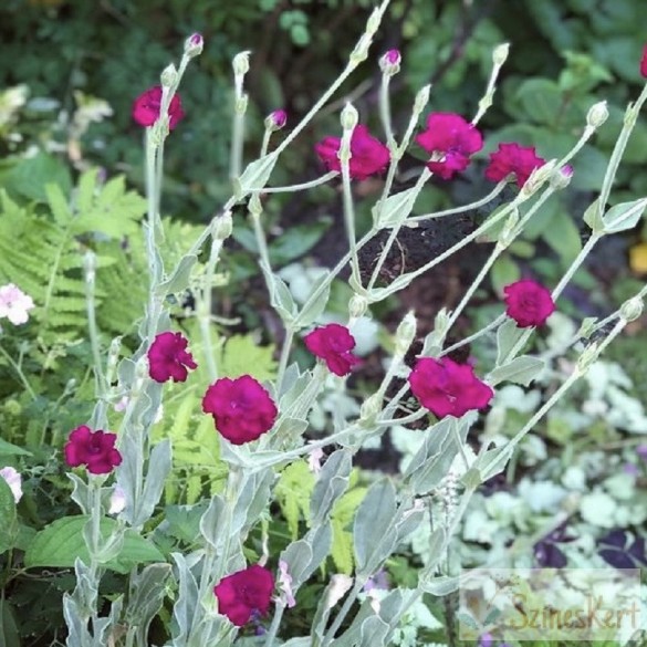 Lychnis coronaria Gardener's World