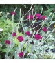 Lychnis coronaria Gardener's World