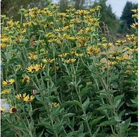 Rudbeckia subtomentosa Little Henry