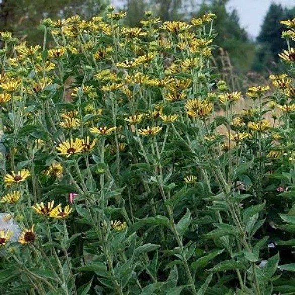 Rudbeckia subtomentosa Little Henry