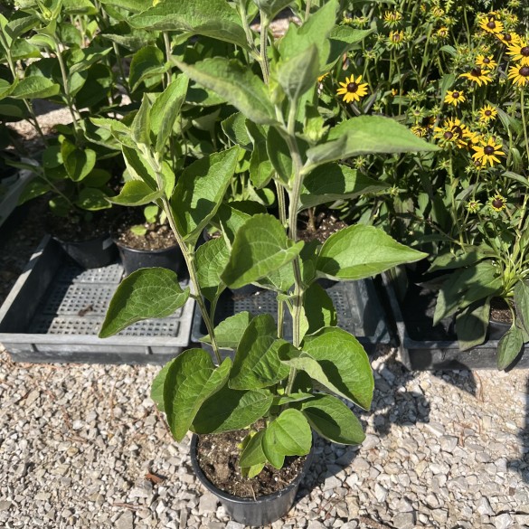 Rudbeckia subtomentosa Little Henry