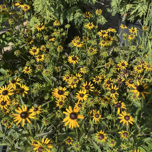 Rudbeckia Fulgida Little Goldstar