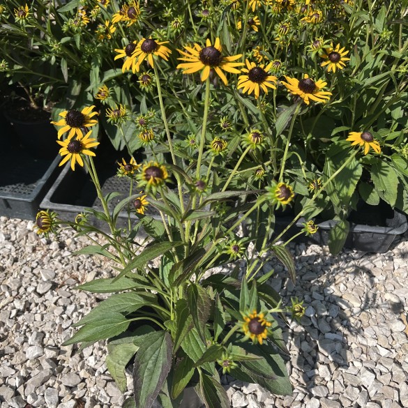 Rudbeckia Fulgida Little Goldstar