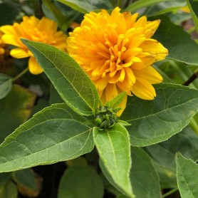 Helianthus decapetalus Soleil d'Or