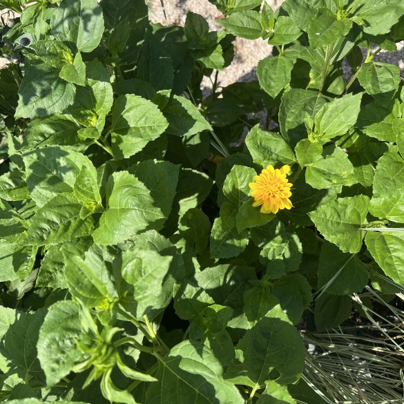 Helianthus decapetalus Soleil d'Or