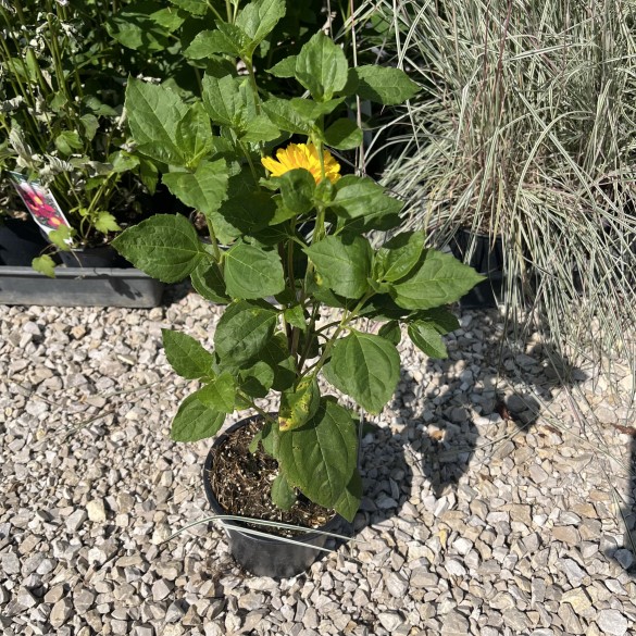 Helianthus decapetalus Soleil d'Or