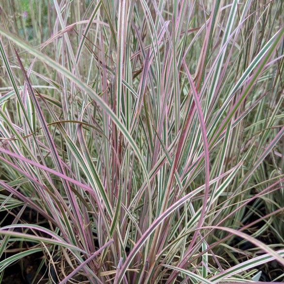 Schizachyrium scoparium Chameleon