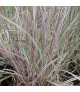 Schizachyrium scoparium Chameleon