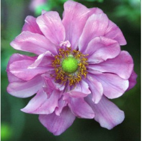 Anemone x hybrida Margarete