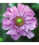 Anemone x hybrida Margarete