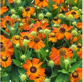 Helenium Helias Cooper